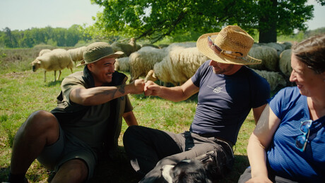 Wilde Buren | Schaapsherder